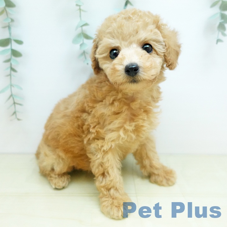 愛媛県のトイプードル(トイ) (ペットプラス 新居浜店/2025年12月4日生まれ/女の子/アプリコット)の子犬の1枚目の画像