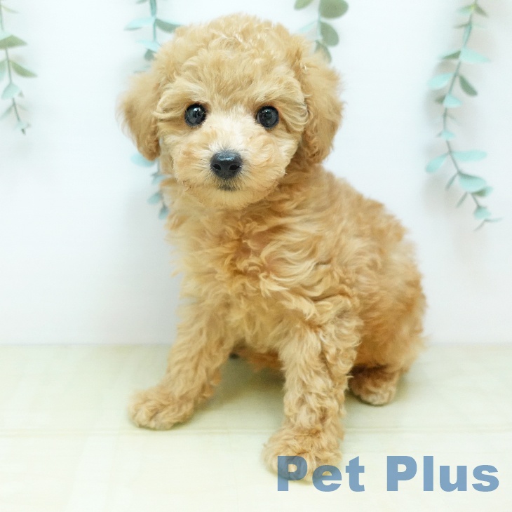 愛媛県のトイプードル(トイ) (ペットプラス 新居浜店/2025年12月4日生まれ/女の子/アプリコット)の子犬の2枚目の画像
