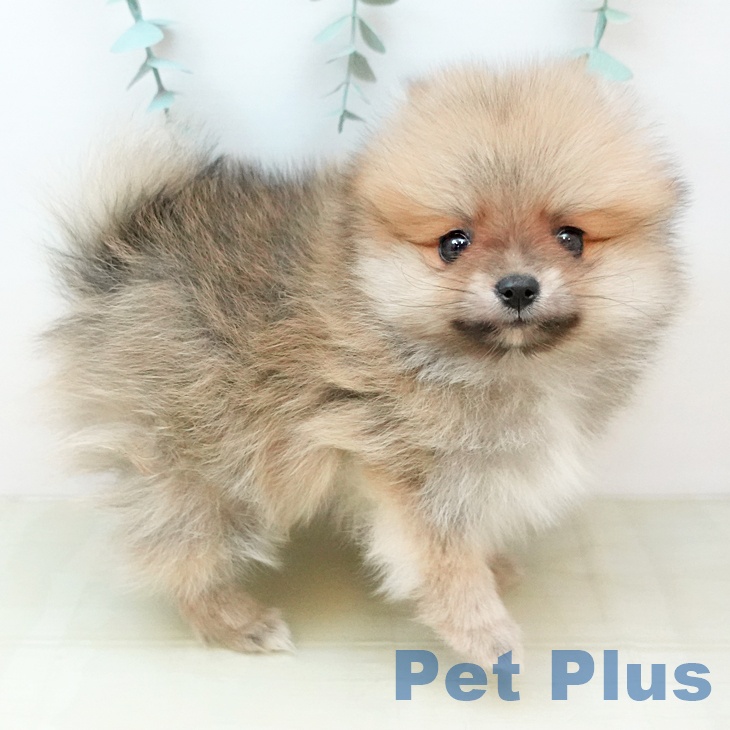 ポメラニアンの写真2