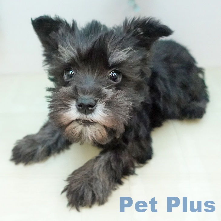 京都府のミニチュアシュナウザー (ペットプラス 久御山店/2025年12月10日生まれ/男の子/ソルトペッパー)の子犬の2枚目の画像