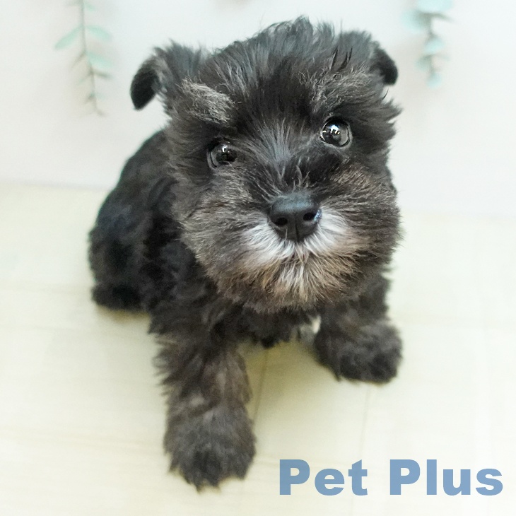 ミニチュア・シュナウザー