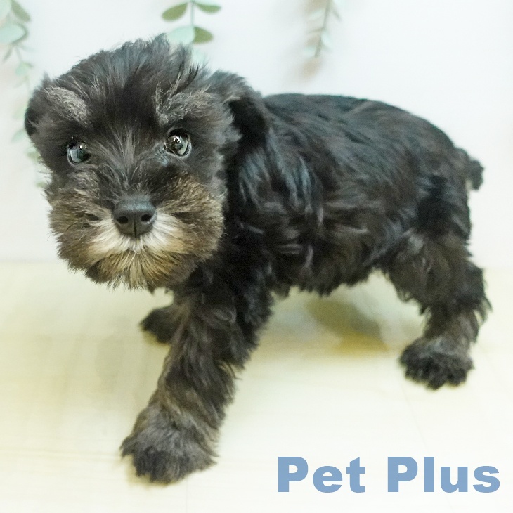 ミニチュア・シュナウザーの写真2