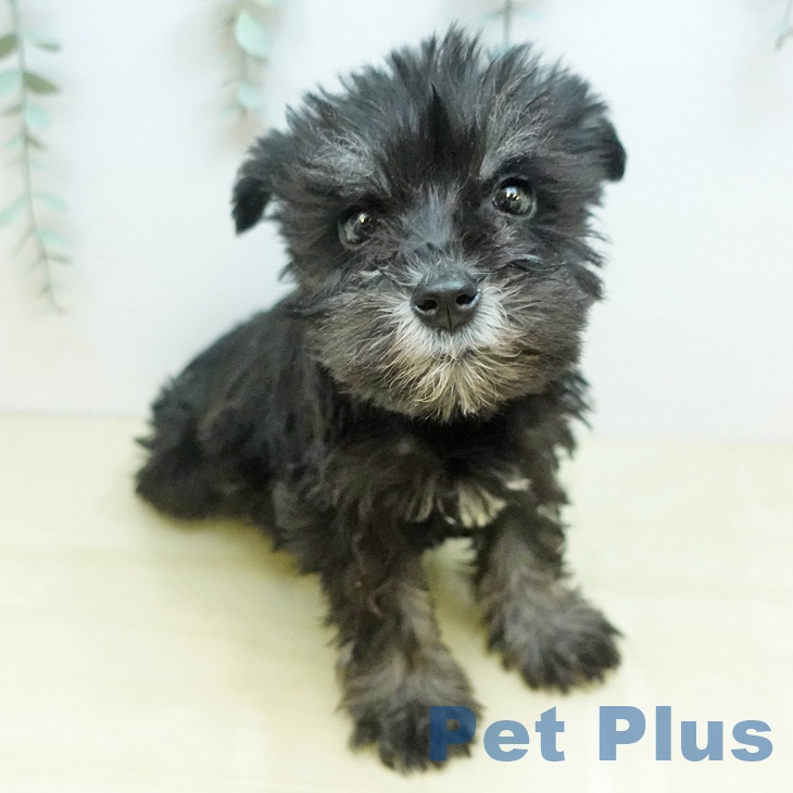 奈良県のミニチュアシュナウザー (ペットプラス 大和郡山店/2025年12月10日生まれ/男の子/ソルトペッパー)の子犬の1枚目の画像