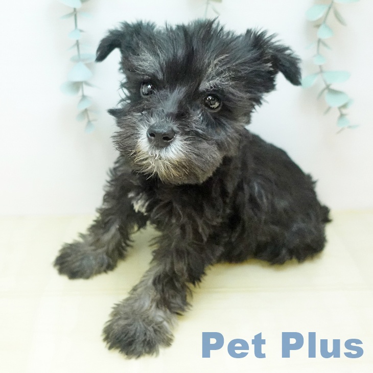 奈良県のミニチュアシュナウザー (ペットプラス 大和郡山店/2025年12月10日生まれ/男の子/ソルトペッパー)の子犬の2枚目の画像