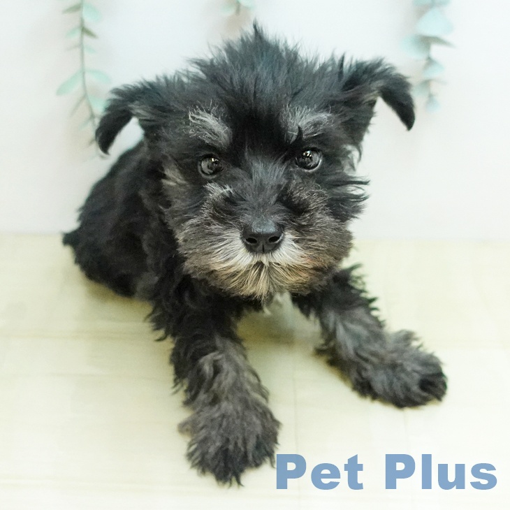 ミニチュア・シュナウザー