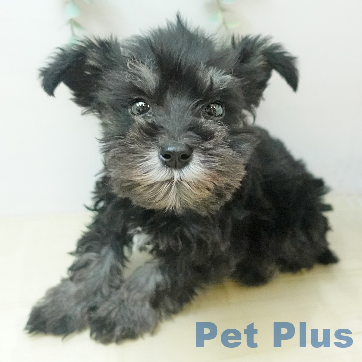 ミニチュア・シュナウザーの写真2