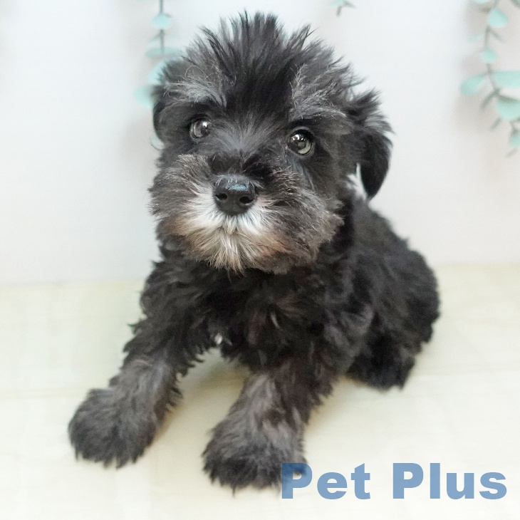 ミニチュア・シュナウザーの写真2