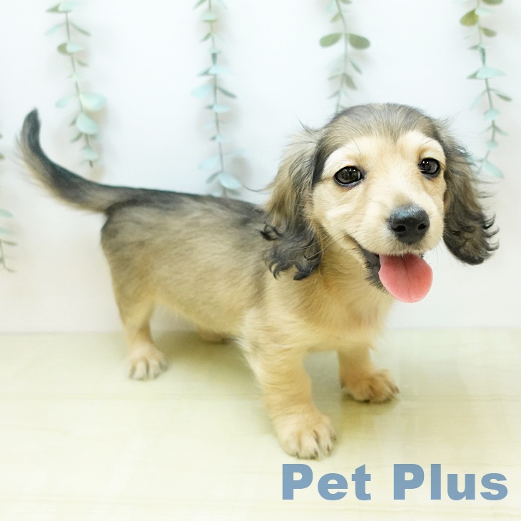 ミニチュア・ダックスフンド