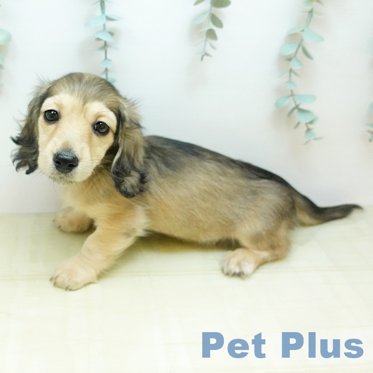 和歌山県のミニチュアダックスフンド(ロング) (ペットプラス 和歌山店/2025年12月10日生まれ/女の子/シェーデットイエロー)の子犬の2枚目の画像