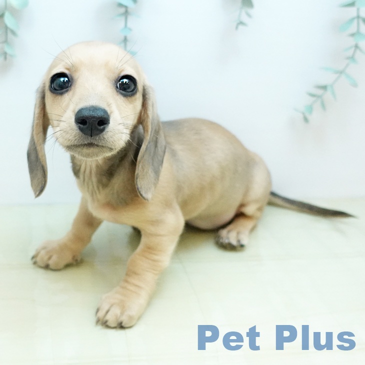 大阪府のミニチュアダックスフンド(ロング) (ペットプラス りんくう泉南店/2025年12月10日生まれ/女の子/シェーデットイエロー)の子犬の1枚目の画像