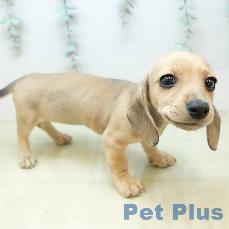 大阪府のミニチュアダックスフンド(ロング) (ペットプラス りんくう泉南店/2025年12月10日生まれ/女の子/シェーデットイエロー)の子犬の2枚目の画像