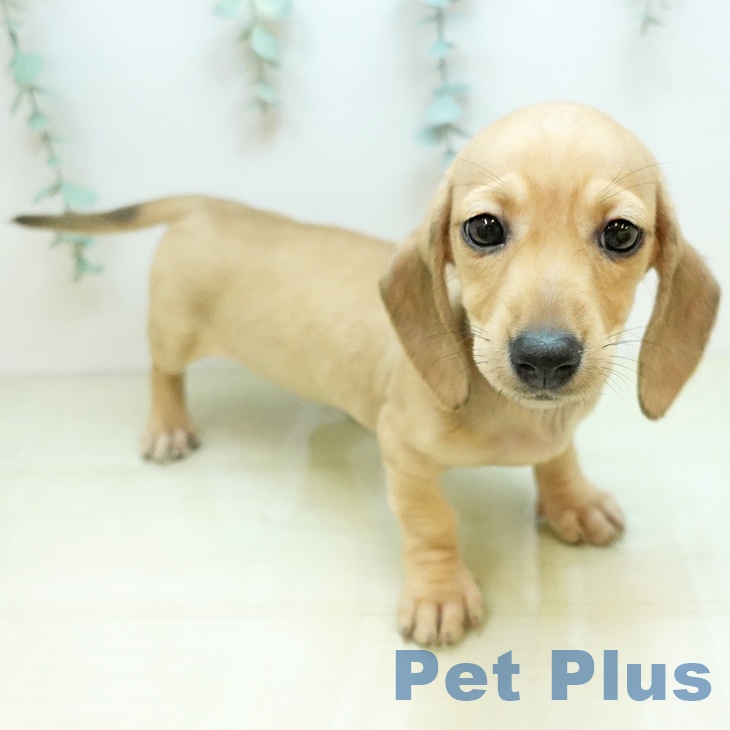 ミニチュア・ダックスフンド