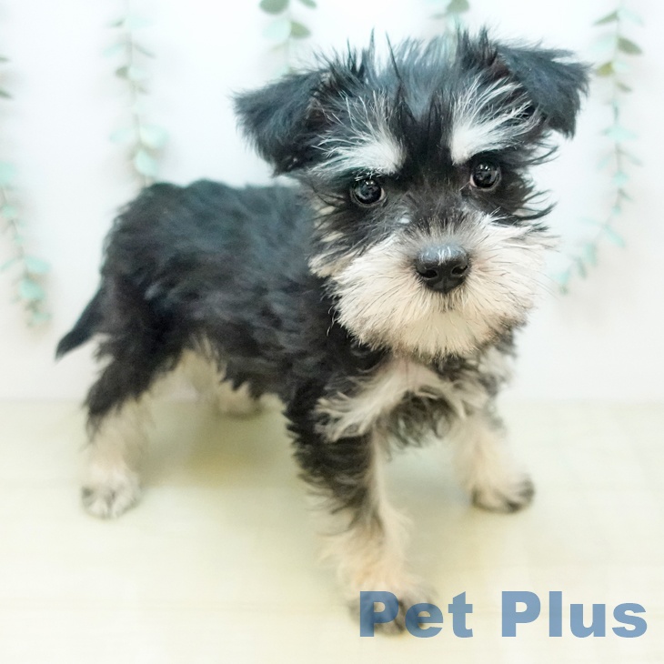 大阪府のミニチュアシュナウザー (ペットプラス りんくう泉南店/2025年11月28日生まれ/女の子/ブラックシルバー)の子犬の2枚目の画像