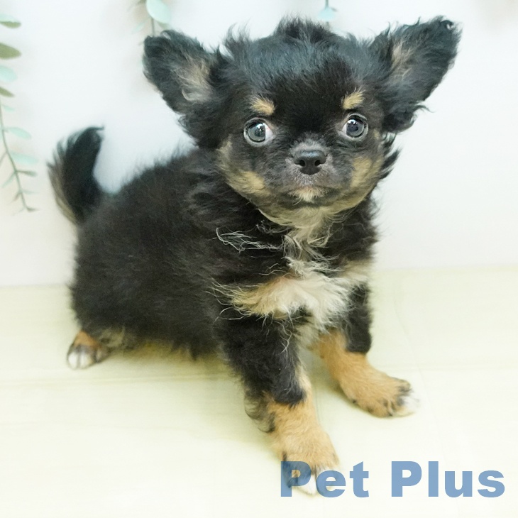 大阪府のチワワ(ロング) (ペットプラス りんくう泉南店/2025年11月27日生まれ/男の子/ブラックタンホワイト)の子犬の1枚目の画像