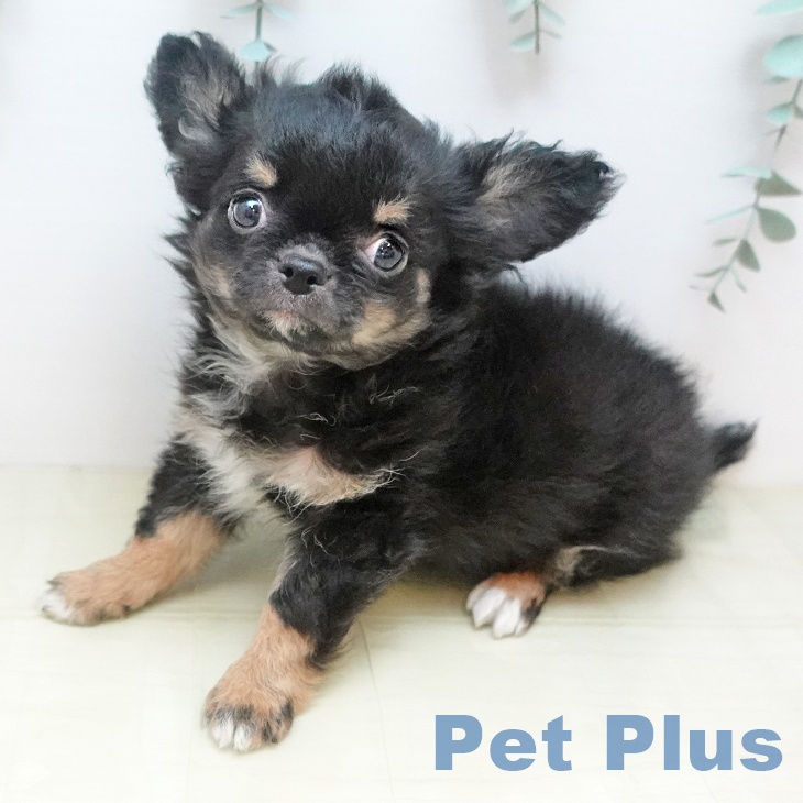 大阪府のチワワ(ロング) (ペットプラス りんくう泉南店/2025年11月27日生まれ/男の子/ブラックタンホワイト)の子犬の2枚目の画像