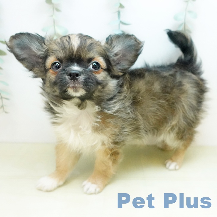 京都府のチワワ(ロング) (ペットプラス イオンモールKYOTO店/2025年11月27日生まれ/男の子/フォーン)の子犬の1枚目の画像