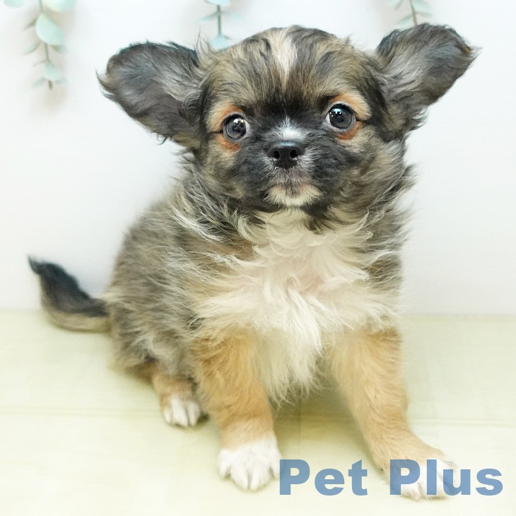 京都府のチワワ(ロング) (ペットプラス イオンモールKYOTO店/2025年11月27日生まれ/男の子/フォーン)の子犬の2枚目の画像