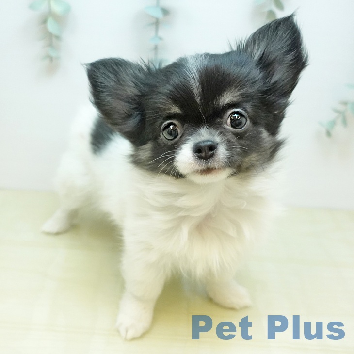 愛媛県のチワワ(ロング) (ペットプラス 新居浜店/2025年11月27日生まれ/女の子/ホワイトブラック)の子犬の1枚目の画像
