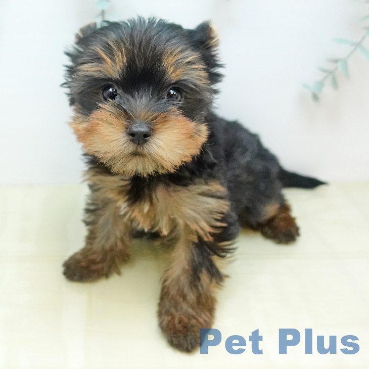 大阪府のヨークシャーテリア (ペットプラス りんくう泉南店/2025年12月11日生まれ/男の子/スチールブルータン)の子犬の1枚目の画像