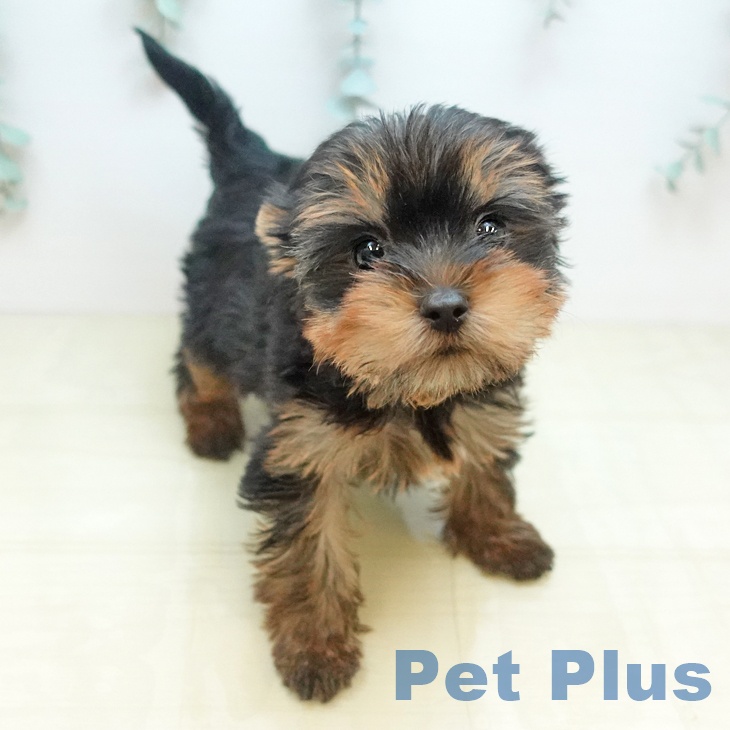 大阪府のヨークシャーテリア (ペットプラス りんくう泉南店/2025年12月11日生まれ/男の子/スチールブルータン)の子犬の2枚目の画像