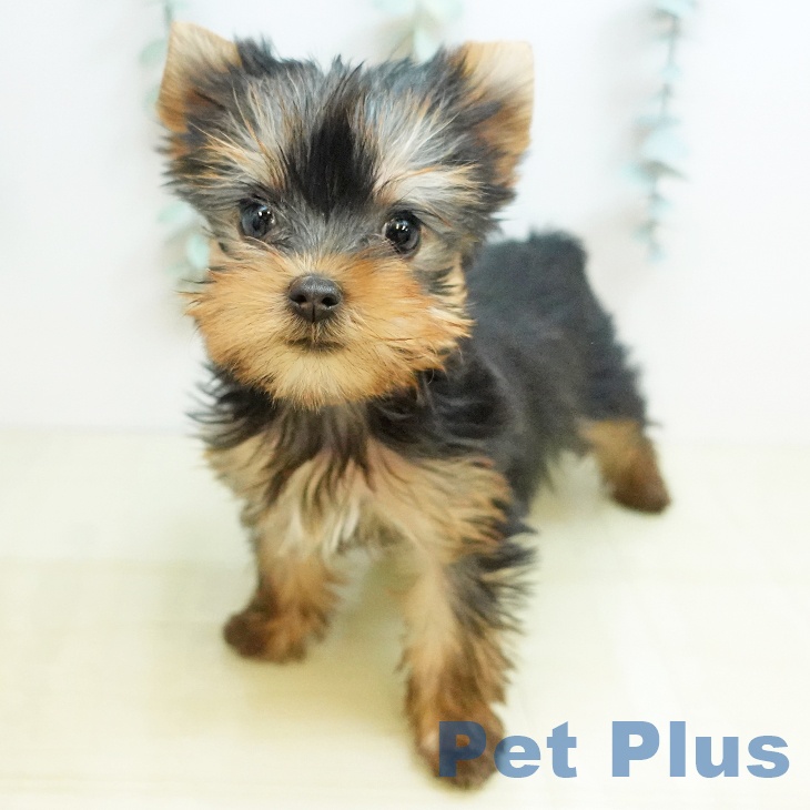 ヨークシャー・テリア