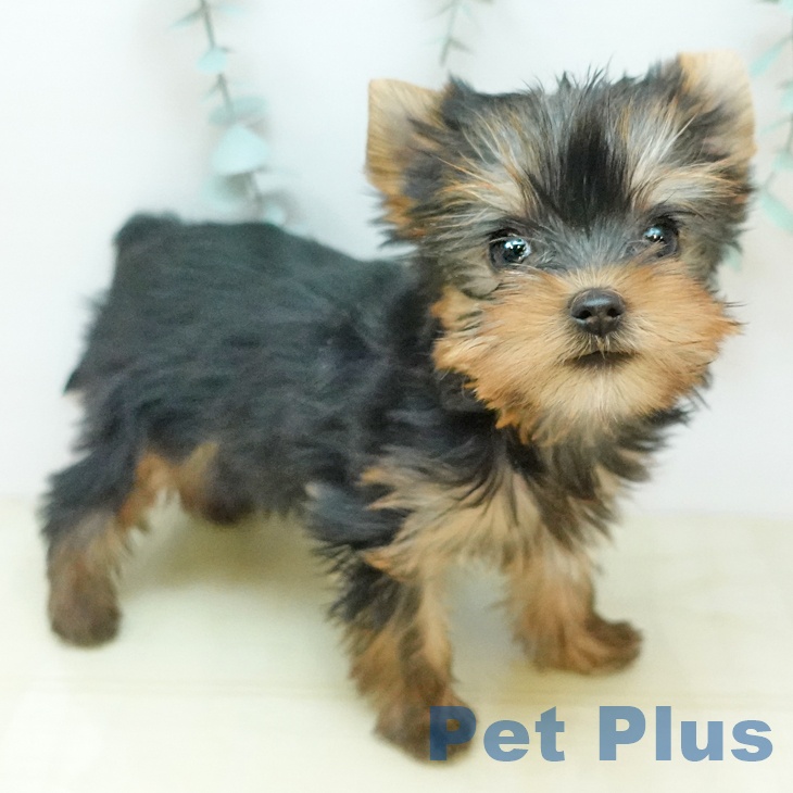 ヨークシャー・テリア