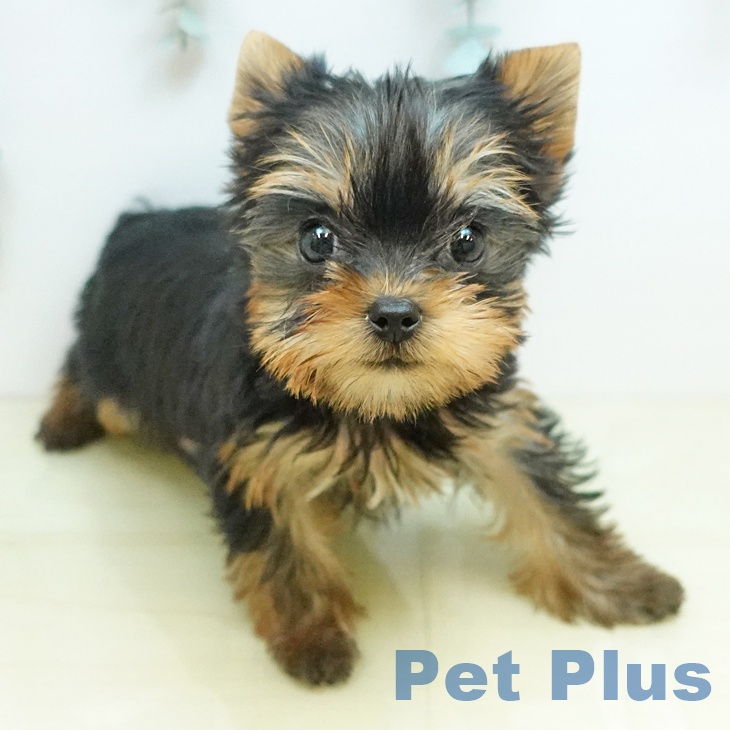 ヨークシャー・テリアの写真1