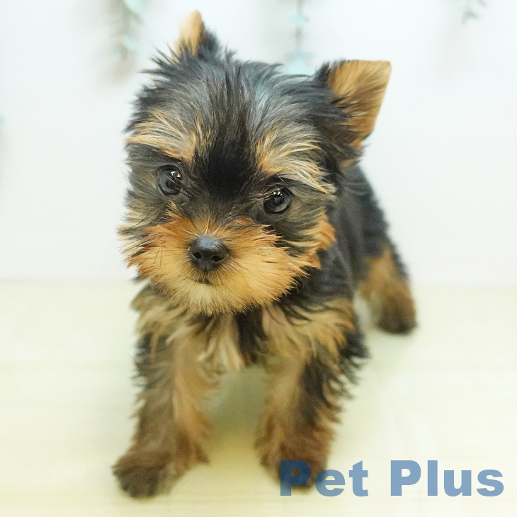 ヨークシャー・テリアの写真2