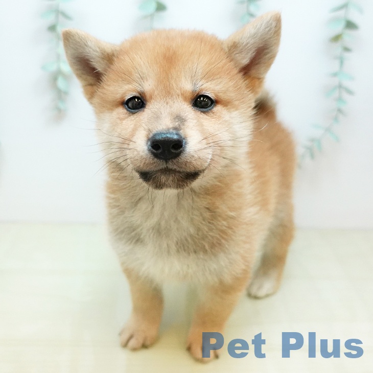 奈良県の柴犬(標準サイズ) (ペットプラス 大和郡山店/2025年12月12日生まれ/男の子/赤)の子犬の1枚目の画像