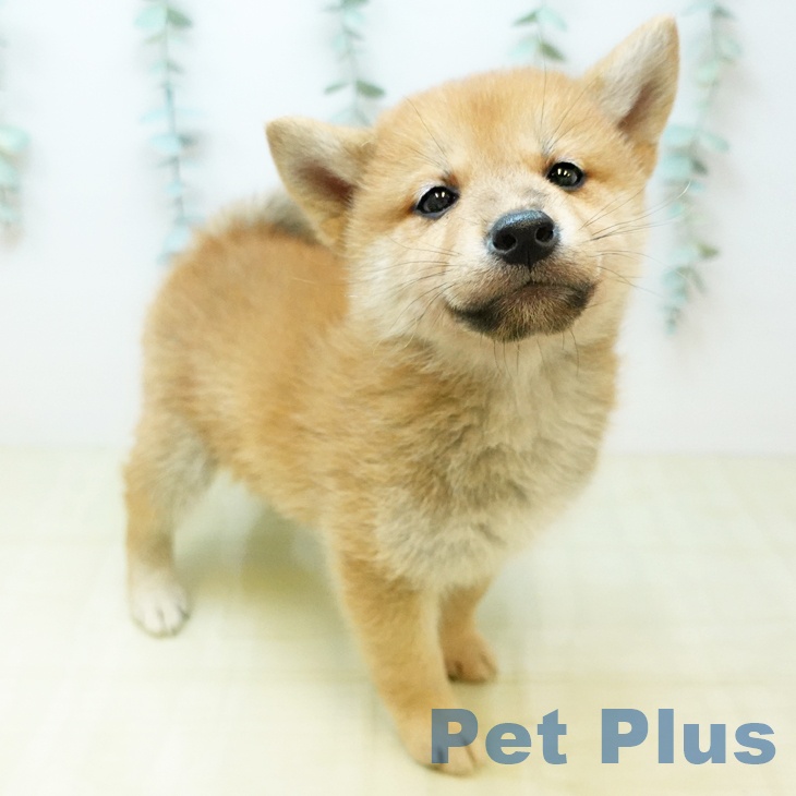 奈良県の柴犬(標準サイズ) (ペットプラス 大和郡山店/2025年12月12日生まれ/男の子/赤)の子犬の2枚目の画像