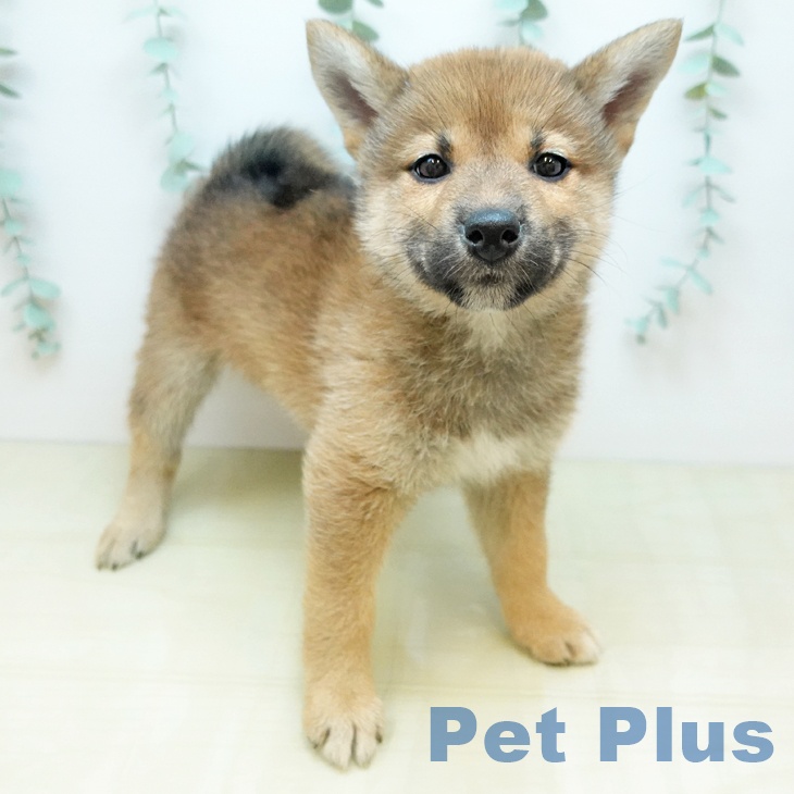 大阪府の柴犬(標準サイズ) (ペットプラス りんくう泉南店/2025年12月12日生まれ/女の子/赤)の子犬の1枚目の画像