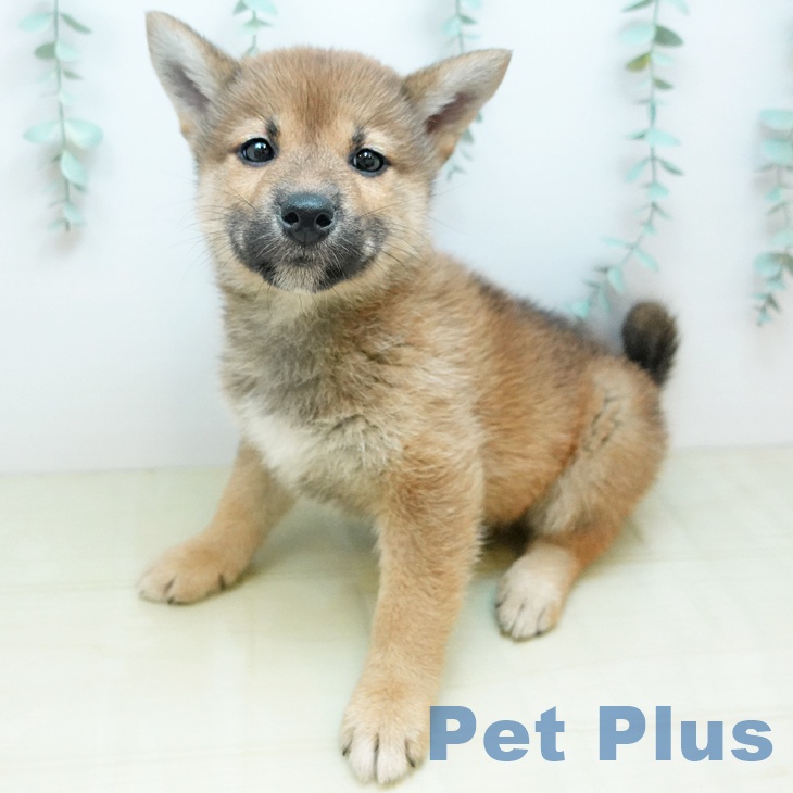 大阪府の柴犬(標準サイズ) (ペットプラス りんくう泉南店/2025年12月12日生まれ/女の子/赤)の子犬の2枚目の画像