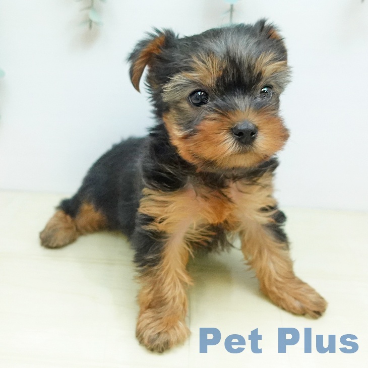 ヨークシャー・テリアの写真2