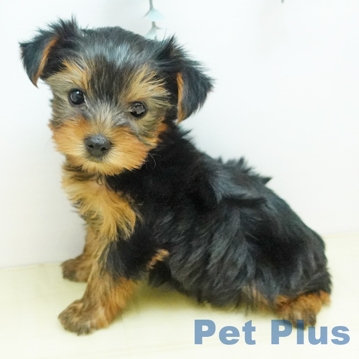 ヨークシャー・テリア