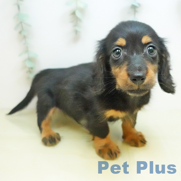 カニーンヘン・ダックスフンド