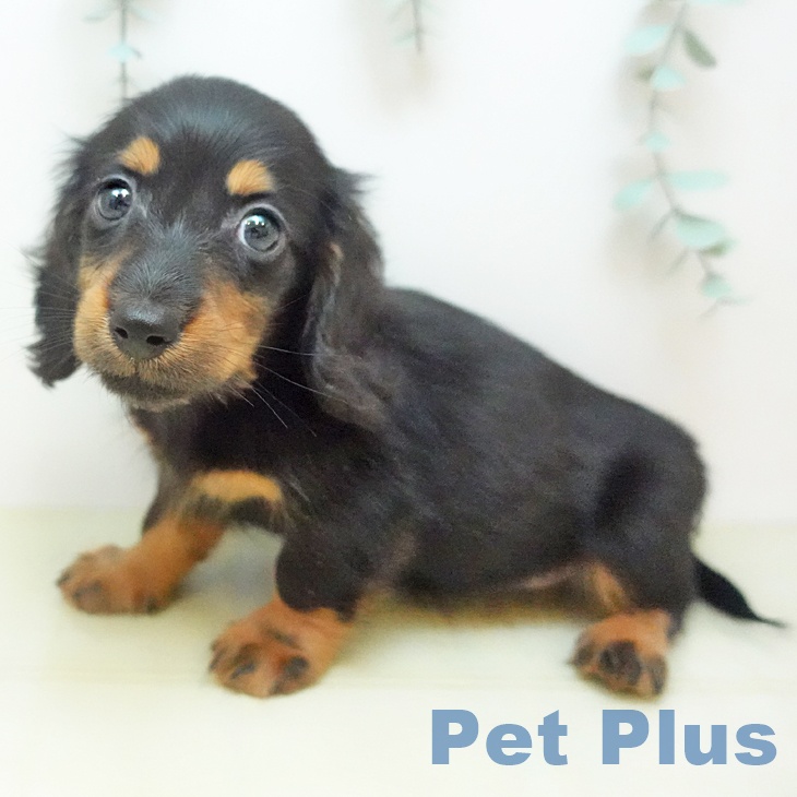 カニーンヘン・ダックスフンド