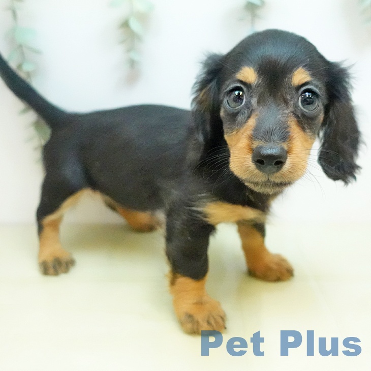 カニーンヘン・ダックスフンドの写真2