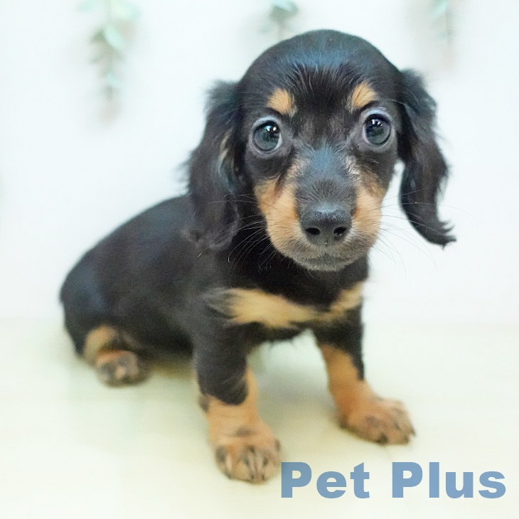 鳥取県のカニンヘンダックスフンド(ロング) (ペッツワン 日吉津店/2025年12月13日生まれ/女の子/ブラックタン)の子犬