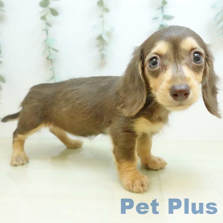 岡山県のカニンヘンダックスフンド(ロング) (ペットプラス 岡山店/2025年12月13日生まれ/女の子/チョコレートタン)の子犬