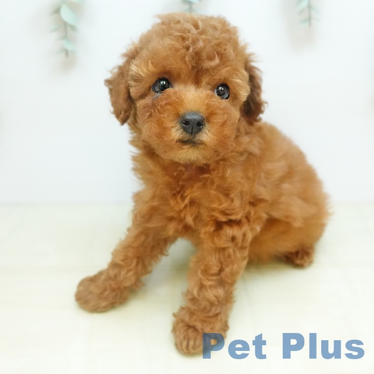 トイ・プードルの写真2