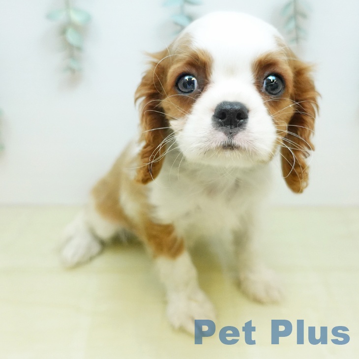 キャバリア・キングチャールズ・スパニエル