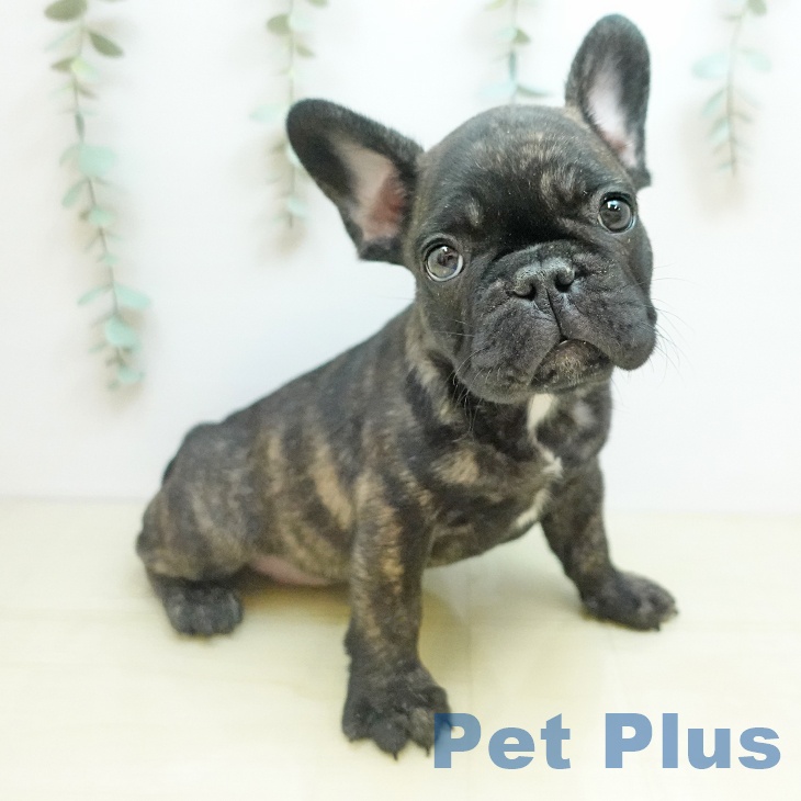 フレンチ・ブルドッグ