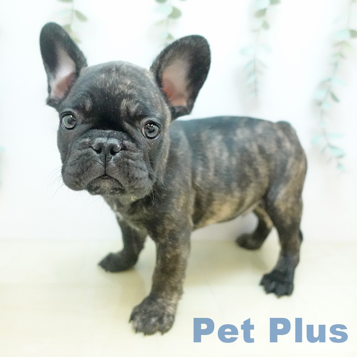 フレンチ・ブルドッグ