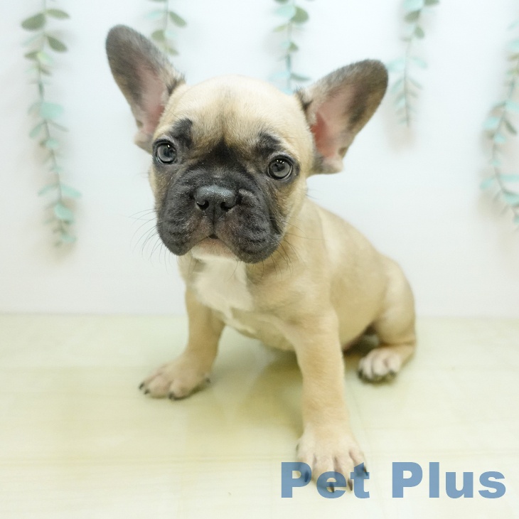フレンチ・ブルドッグの写真2