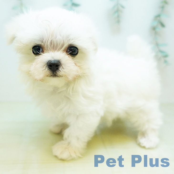 マルチーズの写真2