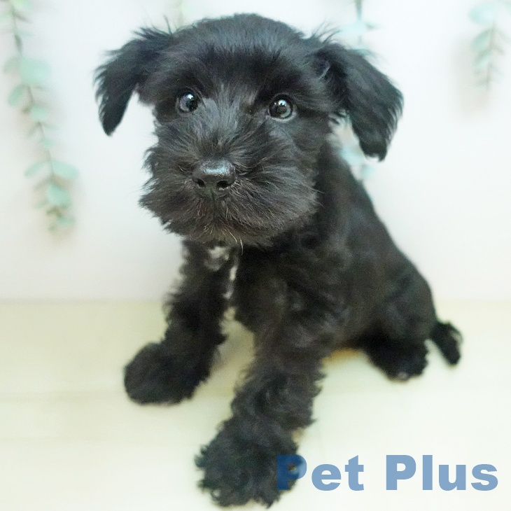 ミニチュア・シュナウザー