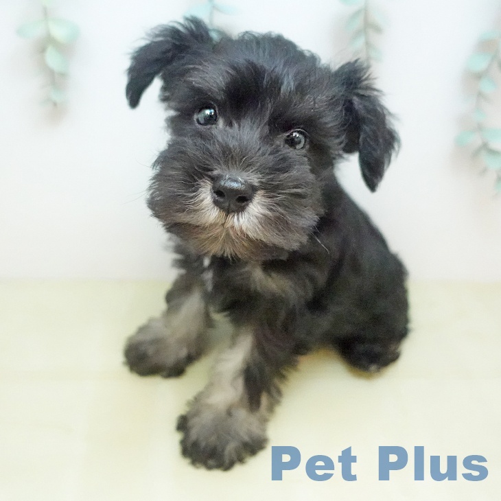 ミニチュア・シュナウザー