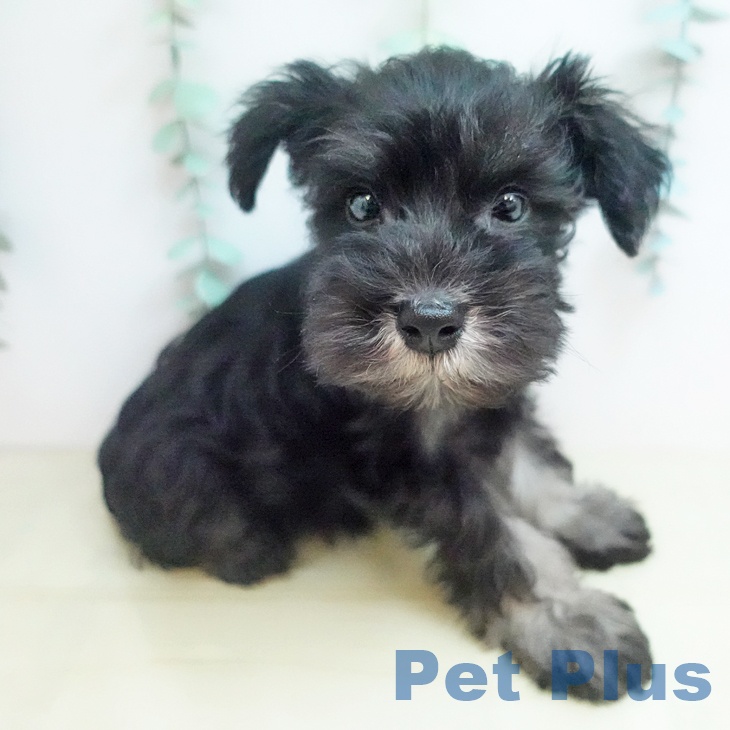 ミニチュア・シュナウザーの写真2