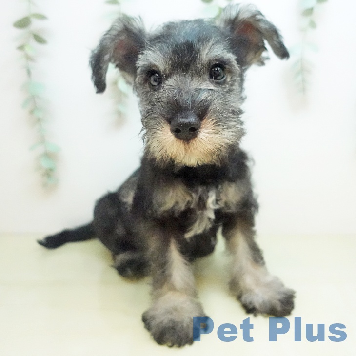 岡山県のミニチュアシュナウザー (ペッツワン 岡山南店/2025年12月11日生まれ/男の子/ソルトペッパー)の子犬の1枚目の画像