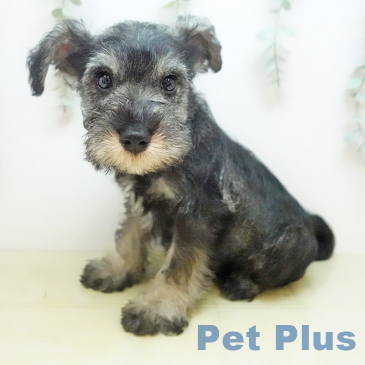 岡山県のミニチュアシュナウザー (ペッツワン 岡山南店/2025年12月11日生まれ/男の子/ソルトペッパー)の子犬の2枚目の画像